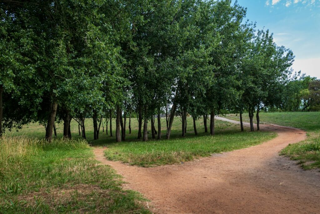 Stock photograph of a walking trail in a forest forking into a narrow path and a wide one.