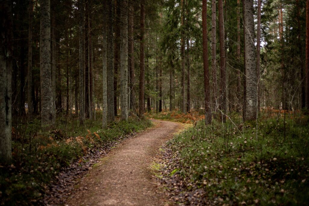 A footpath leading through a forest between tall trees and green undergrowth. Stock photograph used as an illustration of a breadcrumb trail.